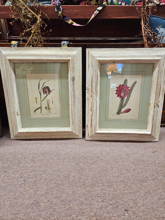 Pair of Botanical Prints